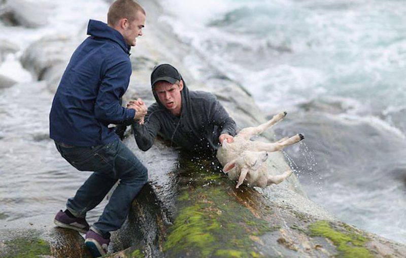 Rescuing A Sheep With No Concern For Their Own Lives | Imgur.com/ndP99