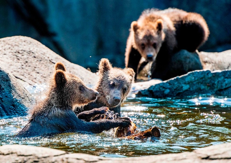 Left Alone | Getty Images Photo by Jonas EKSTROMER / TT NEWS AGENCY / AFP