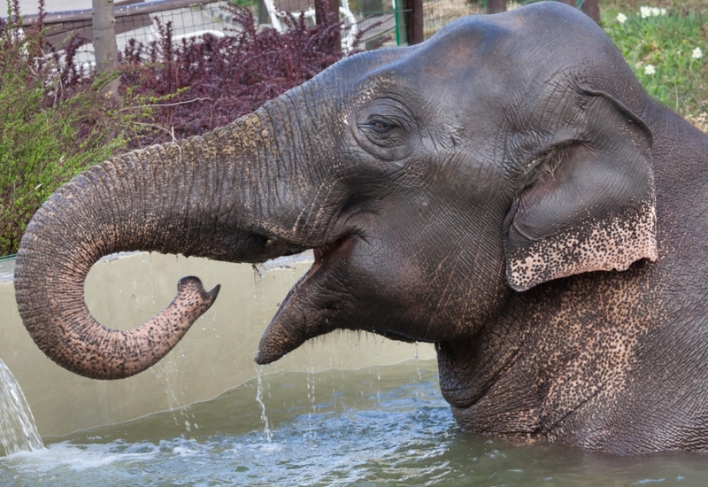 Freed After 50 Years In Captivity | Alamy Stock Photo