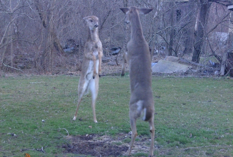 Fighting Deer? | Imgur.com/uGabr3i