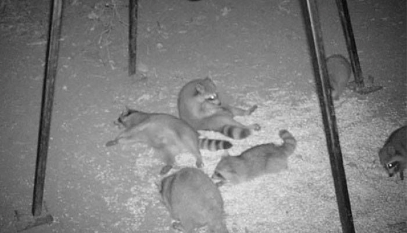 Raccoon Party! | Imgur.com/s3Hnqcc