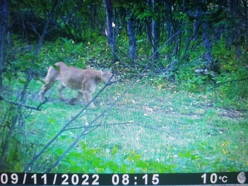 Cougar Time | Reddit.com/DrConnors