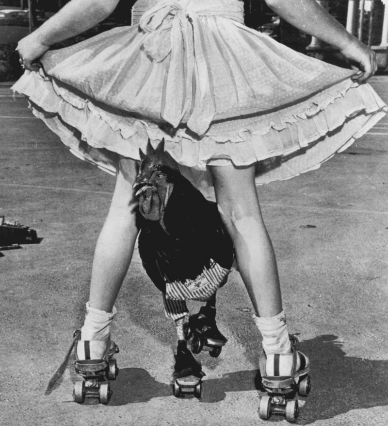 Buster, the Roller-Skating Rooster | Alamy Stock Photo by AP Wirephoto/Sydney Morning Herald/SuperStock