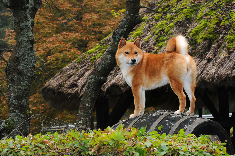 58. Shiba Inu | Shutterstock