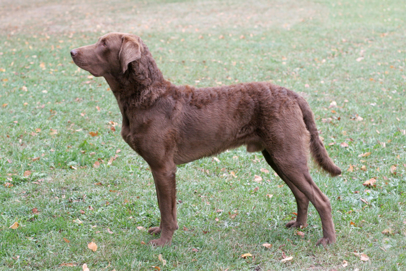 47. Chesapeake Bay Retriever | Alamy Stock Photo