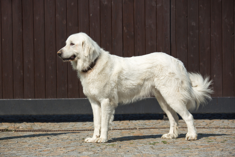 56. Great Pyrenees | Shutterstock