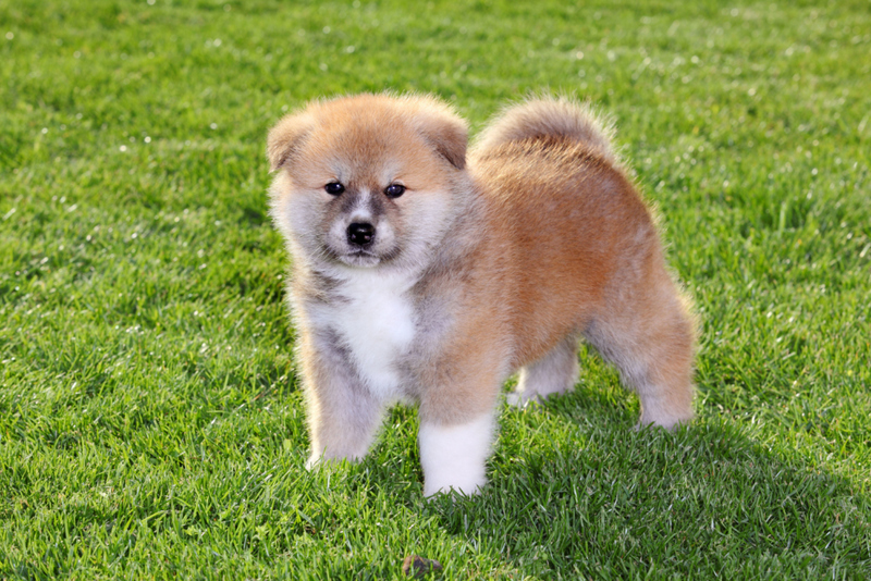 19. Akita Inu | Alamy Stock Photo