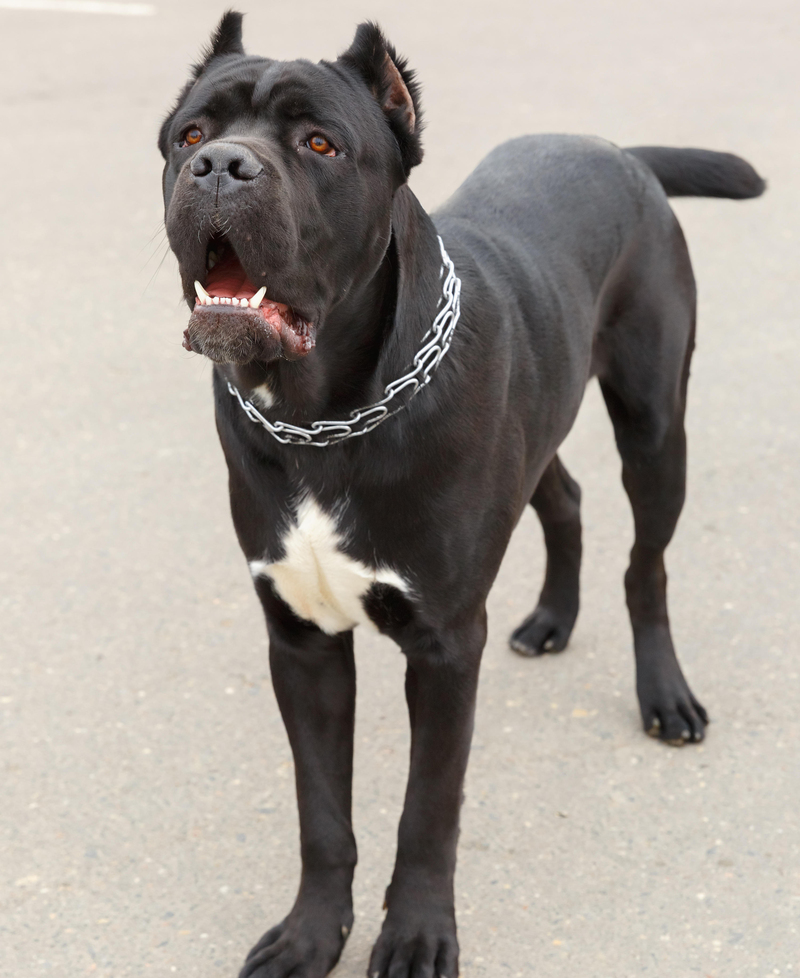 16. Cane Corso | Alamy Stock Photo