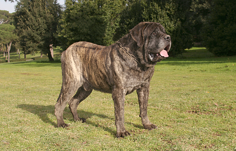 57. English Mastiff | Shutterstock