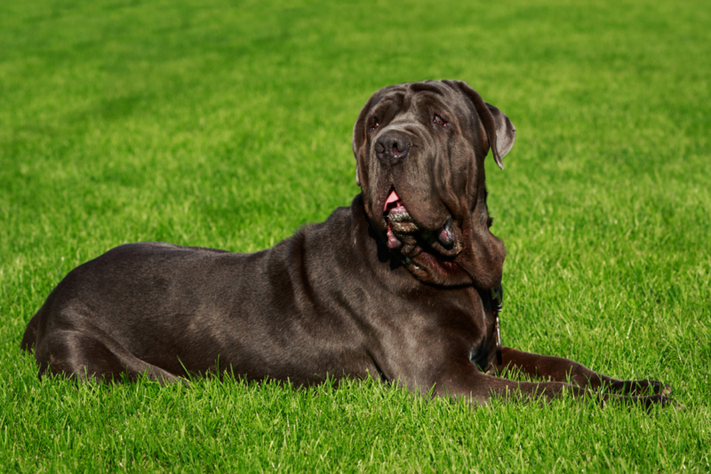 33. Neapolitan Mastiff | Shutterstock