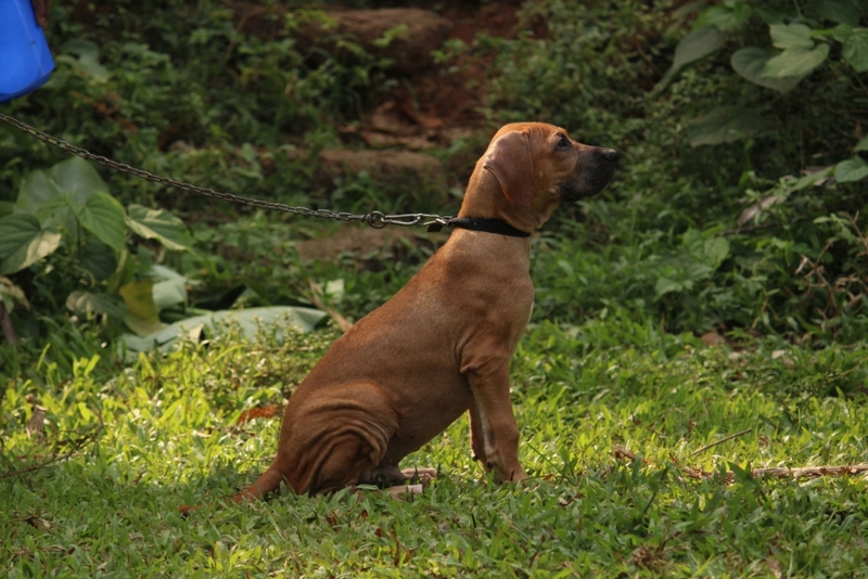 37. Bully Kutta | Shutterstock