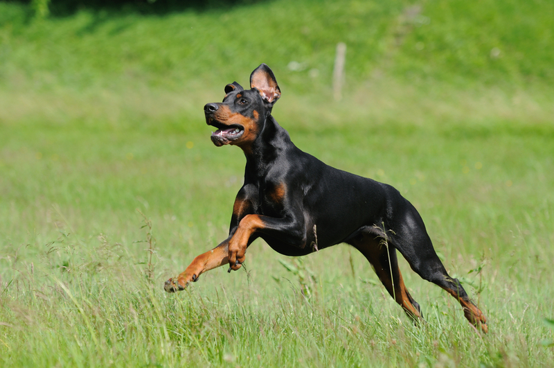 3. Doberman | Shutterstock