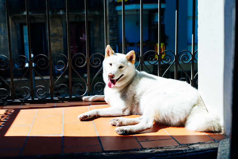 55. Kishu | Shutterstock