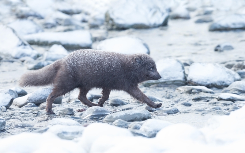 A Cold, Wet Animal | Alamy Stock Photo